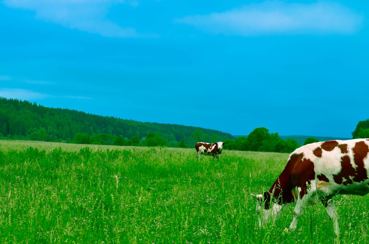 Contact Cows grazing peacefully in a lush green pasture under a clear blue sky, embodying a tranquil rural summer scene.