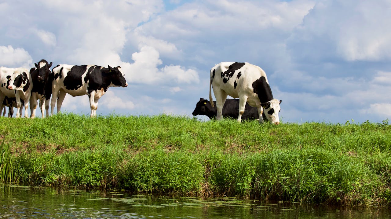 Holstein cows grazing on lush green pasture in Hardenberg, Netherlands.